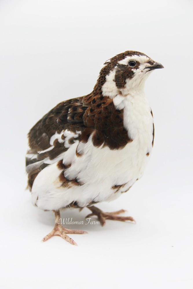 60+ Coturnix Quail Hatching Eggs
