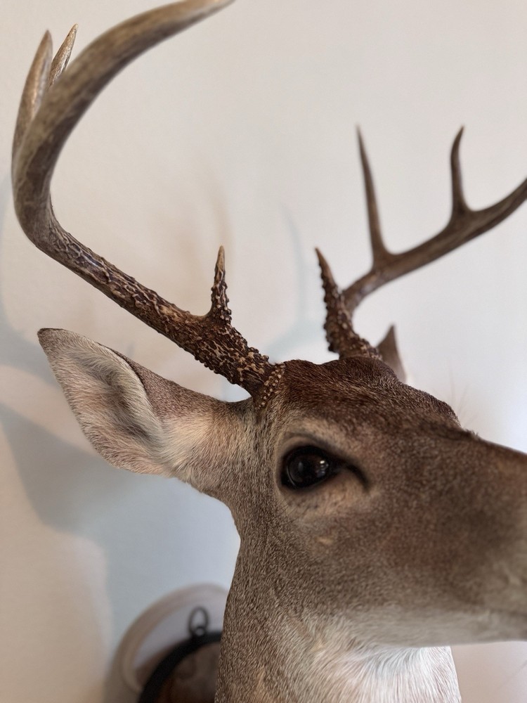 Deer Head Wall Mount with Wooden Base