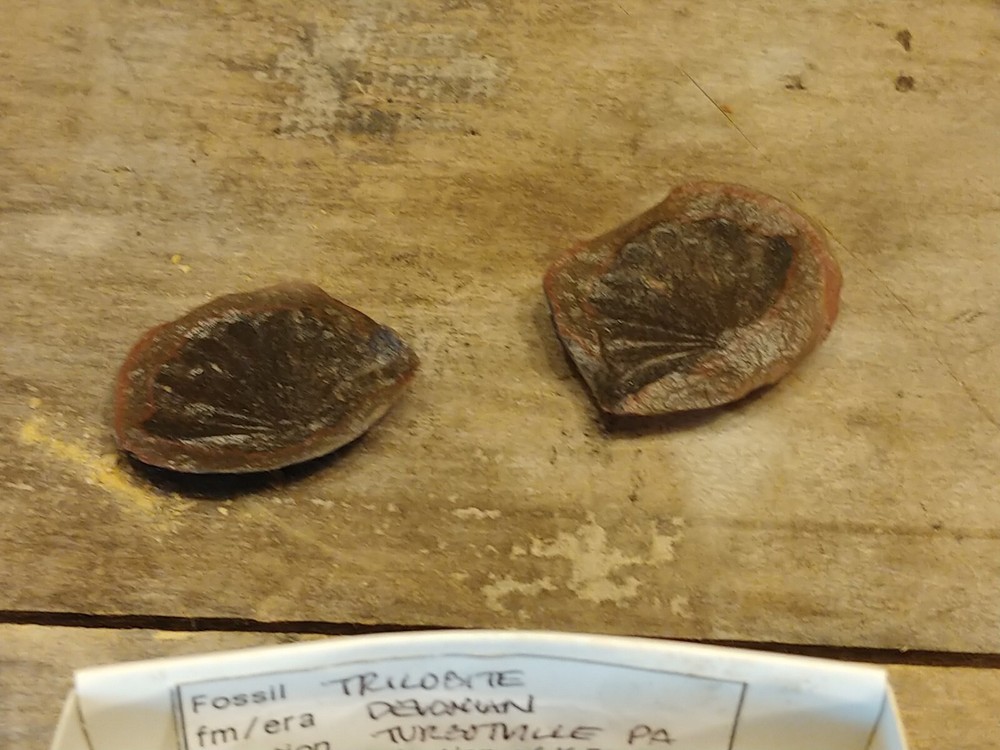 Fossil Lot 24 Total Pieces