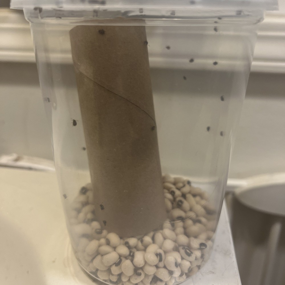 Bean Beetle Big 32oz Culture - LOADED WITH EGGS! Fruit Fly Replacement!
