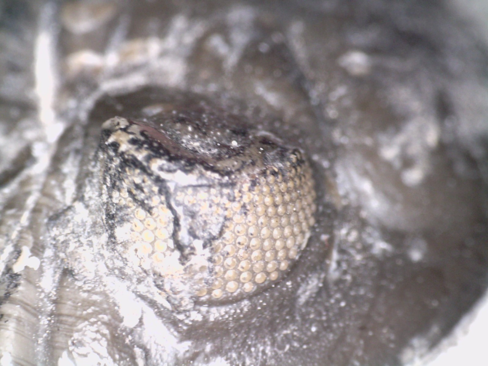 Moroccan Pre Dinosaur Fossil TRILOBITE HOLLARDOPS 1.75 INCHES!!