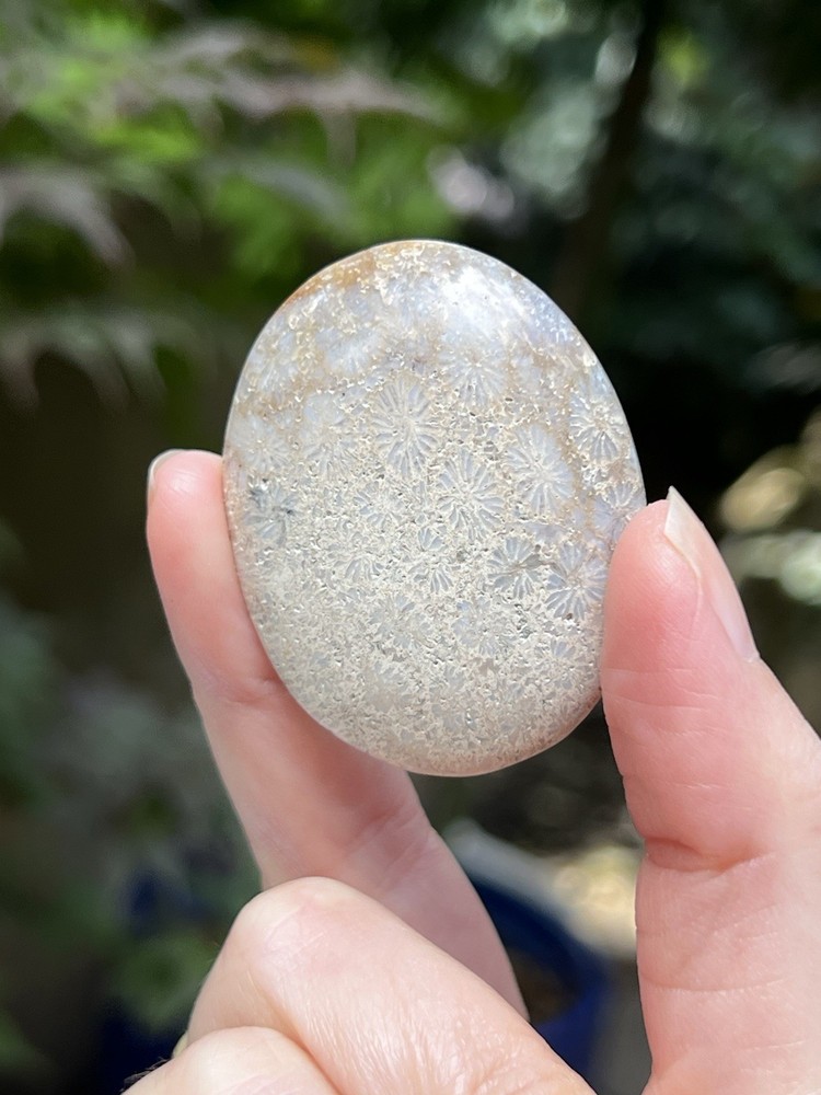 Fossilized Coral Crystal Palmstone AAA+ 33
