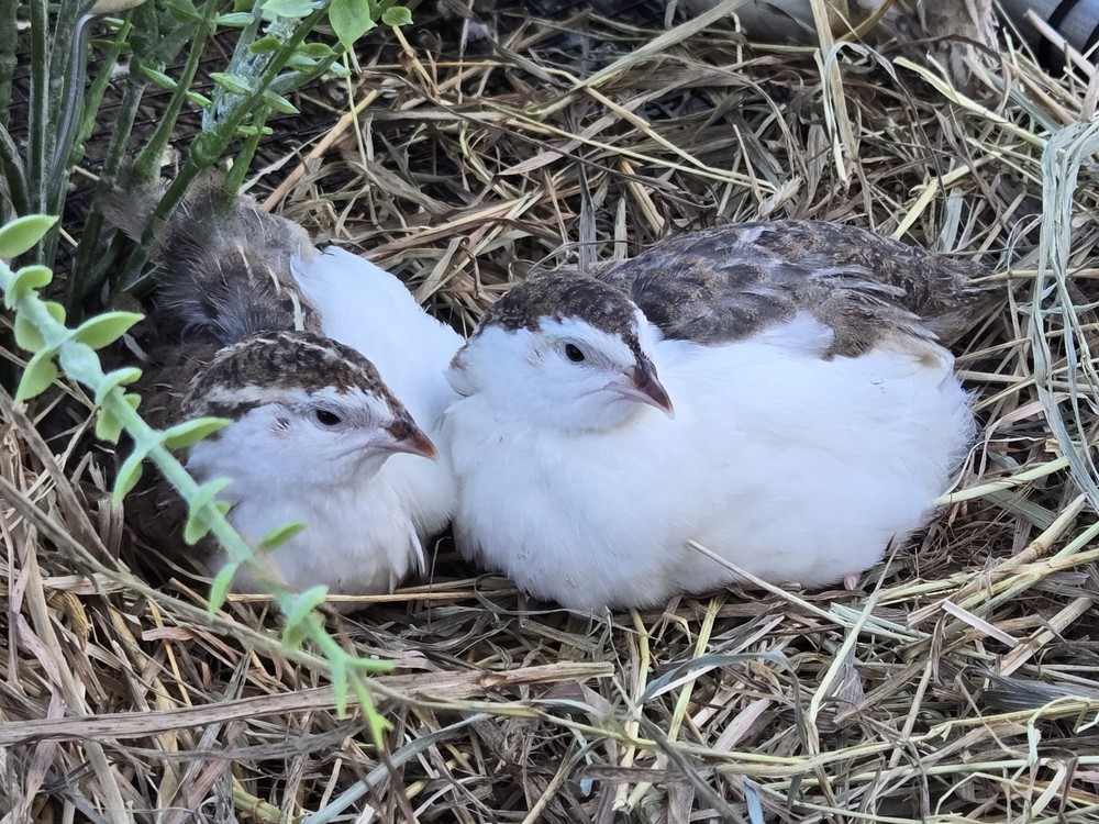 54 Celadon Coturnix Quail Hatching Eggs, True Blue