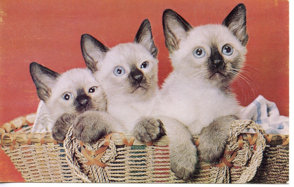 CATS IN A BASKET - PC918