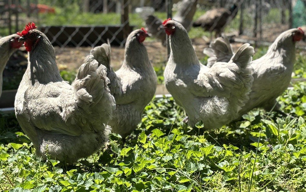 Lavender Orpington hatching eggs (12 Eggs)