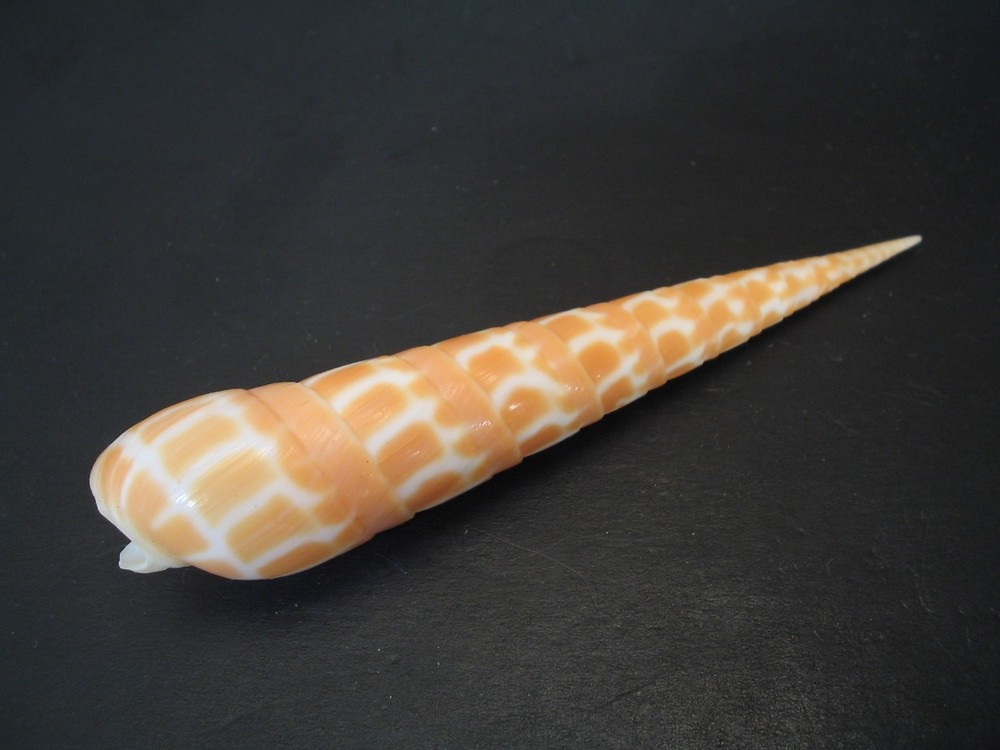 Super Pattern...TEREBRA DIMIDIATA~90.6mm~Philippines SEASHELL