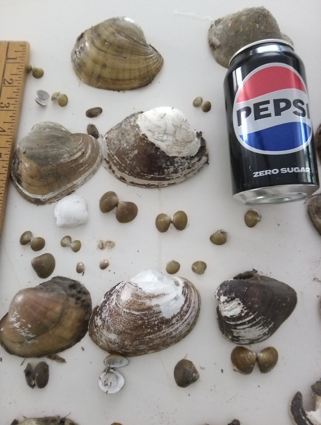 Lot Of Mississippi River Clam Shells,Mother of Pearl,Crafts,Aquariums