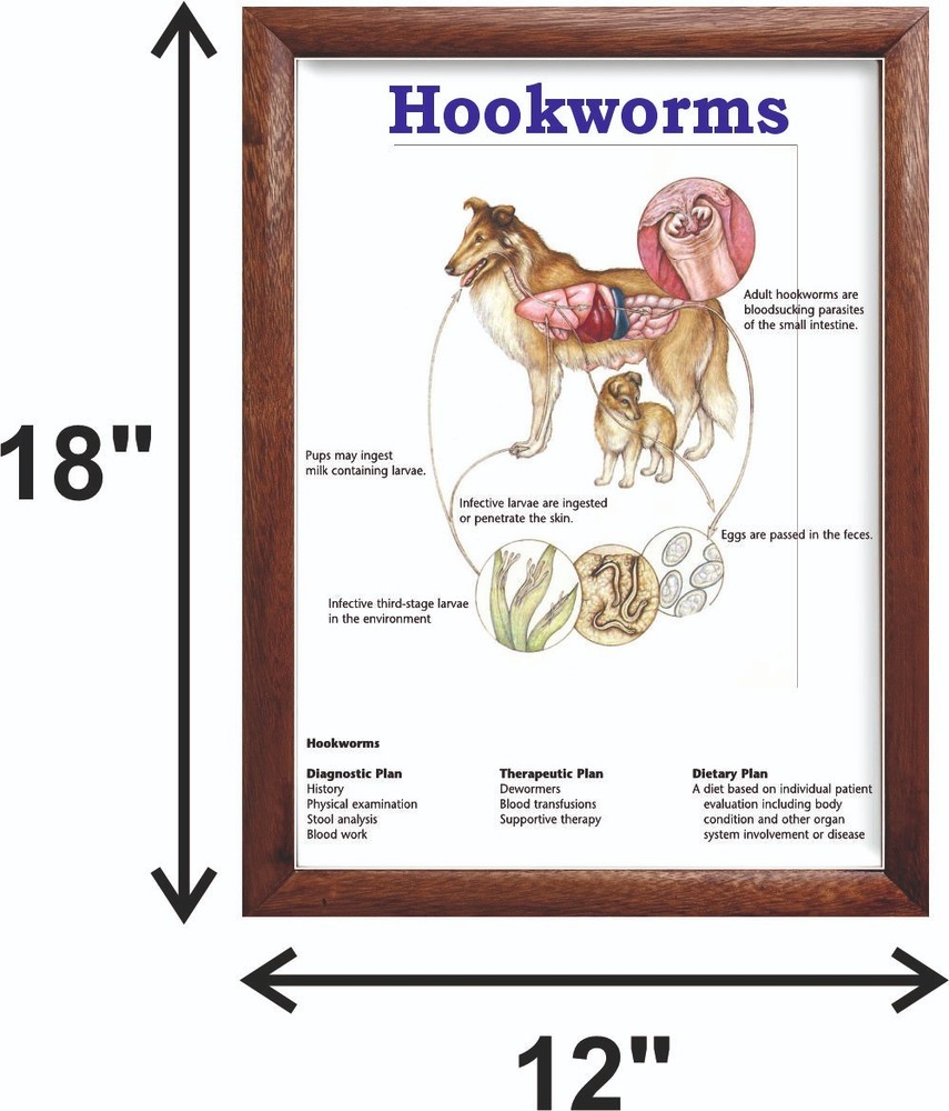 Hookworms Chart 12x18 inches
