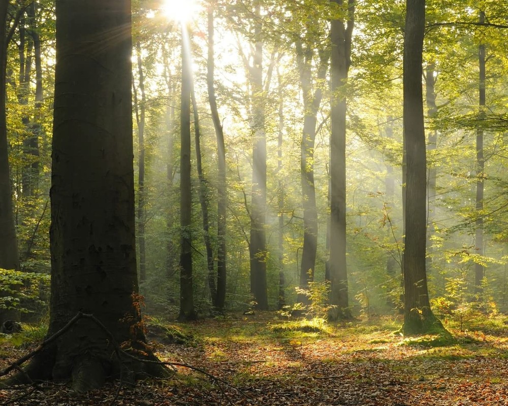 WR50566 Tranquil Forest Mural, Green