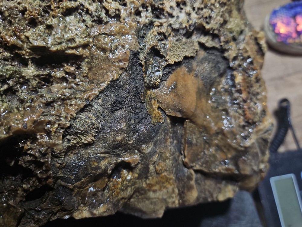 Petrified Palm Tree Root Specimen (36lbs 12oz)