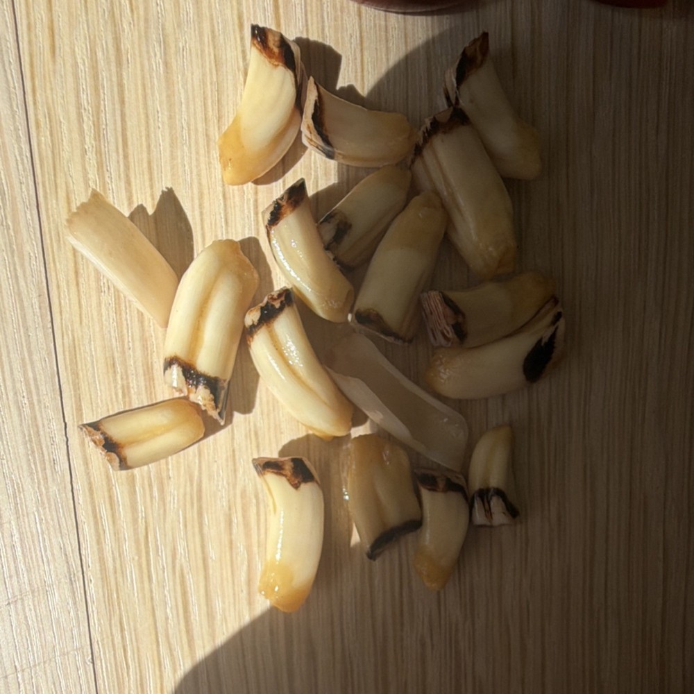 Beaver teeth