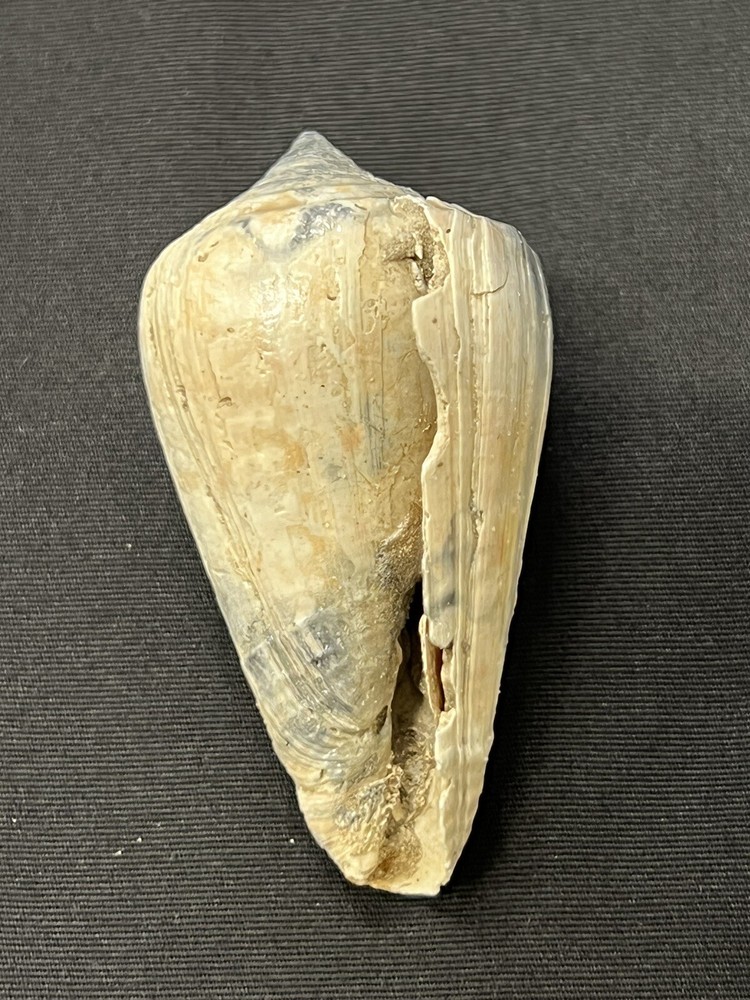 RARE Fossilized CONE Shell From Central Florida - Pliocene Era.