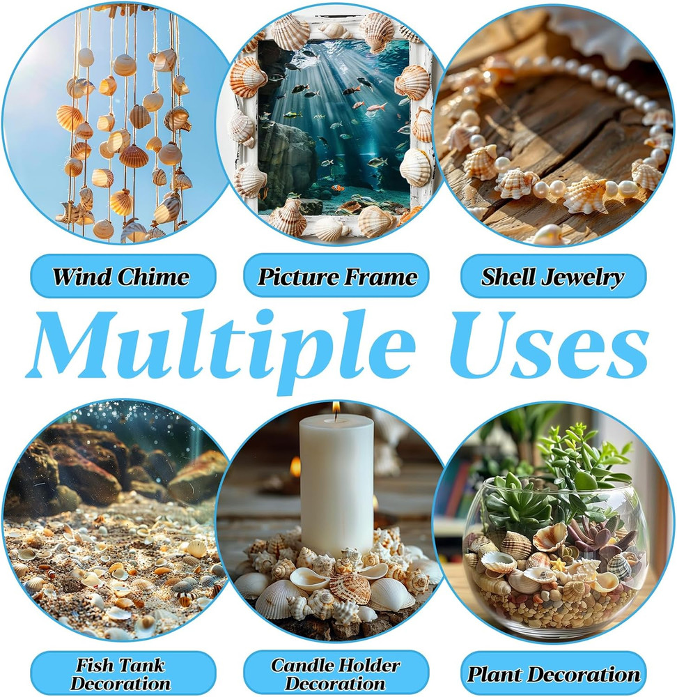 Tiny Seashells for Crafts - Small Sea Shells Mixed Ocean Beach Shells Bulk for H