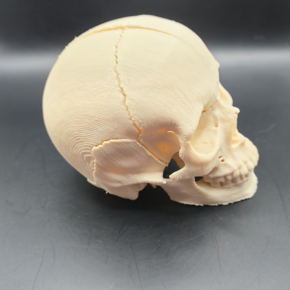 Tiny Human replica mini Skull 3D Print anatomically correct Gag gift 3"