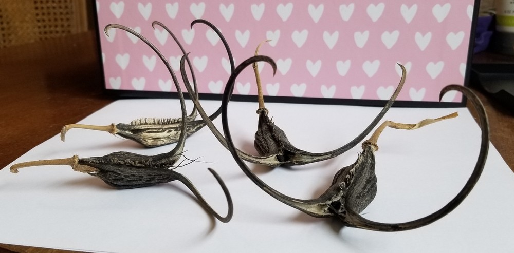 DEVIL CLAW DEVILS CLAW DEVIL'S CLAW DEVIL TALON SATANS CLAW SATANS TALON