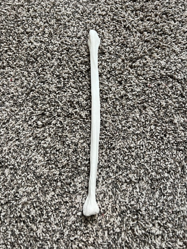 Axis Scientific Lower Extremity Bone Models