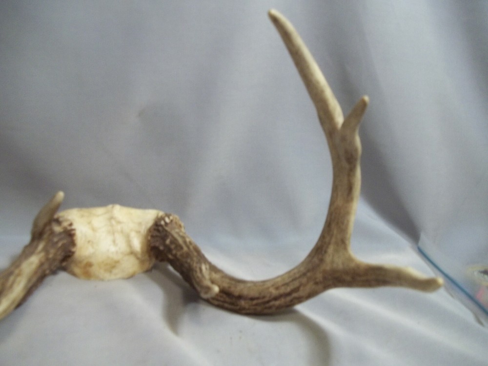 Ohio White Tail Deer Atipical Antlers 9 Point