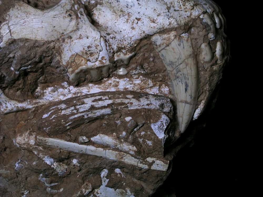 Original Saber-Toothed skull with bones
