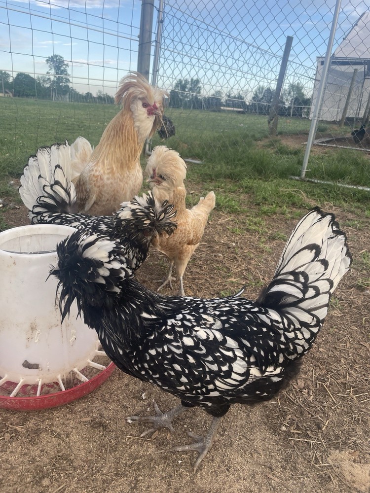 Fertile Polish Hatching Eggs 1 dozen