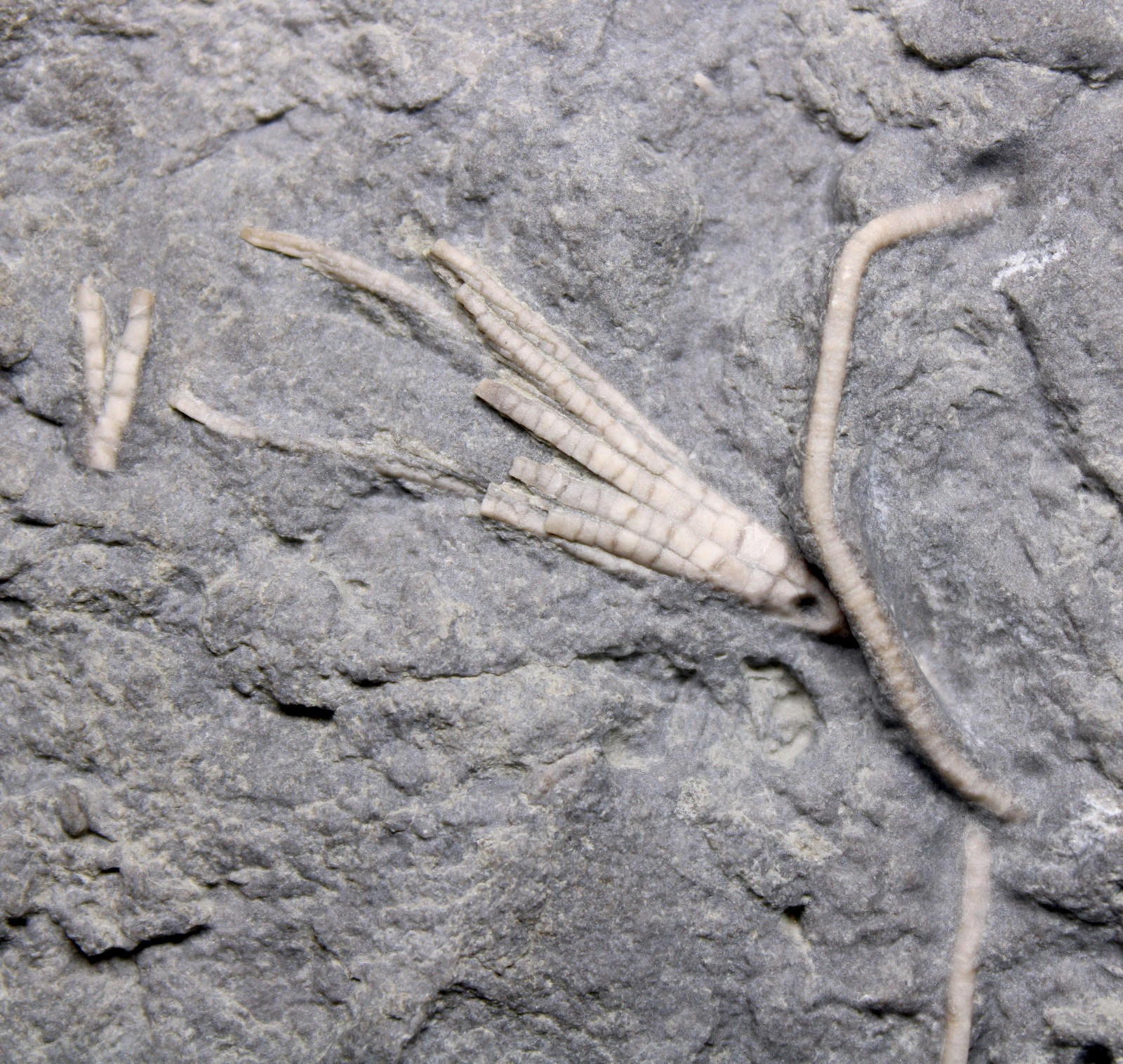 Ectenocrinus simplex Crinoid Fossil Kentucky Ordovician Kope Formation