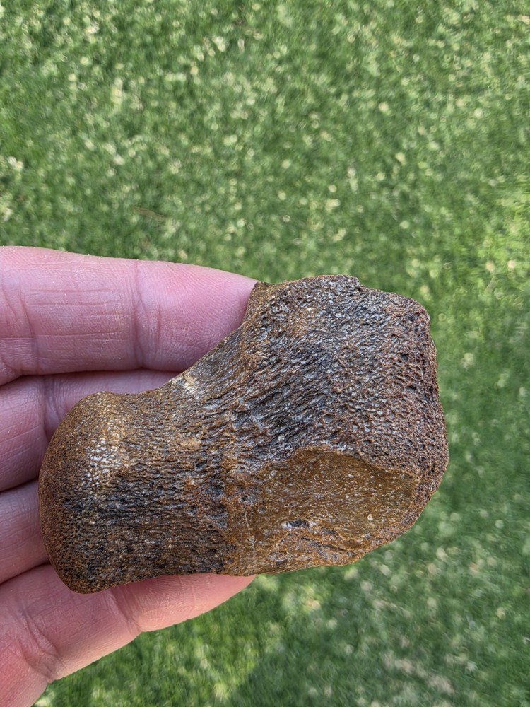 Partially Digested Mosasaur Thoracic Vertebrae TX Fossil Mosasaurus