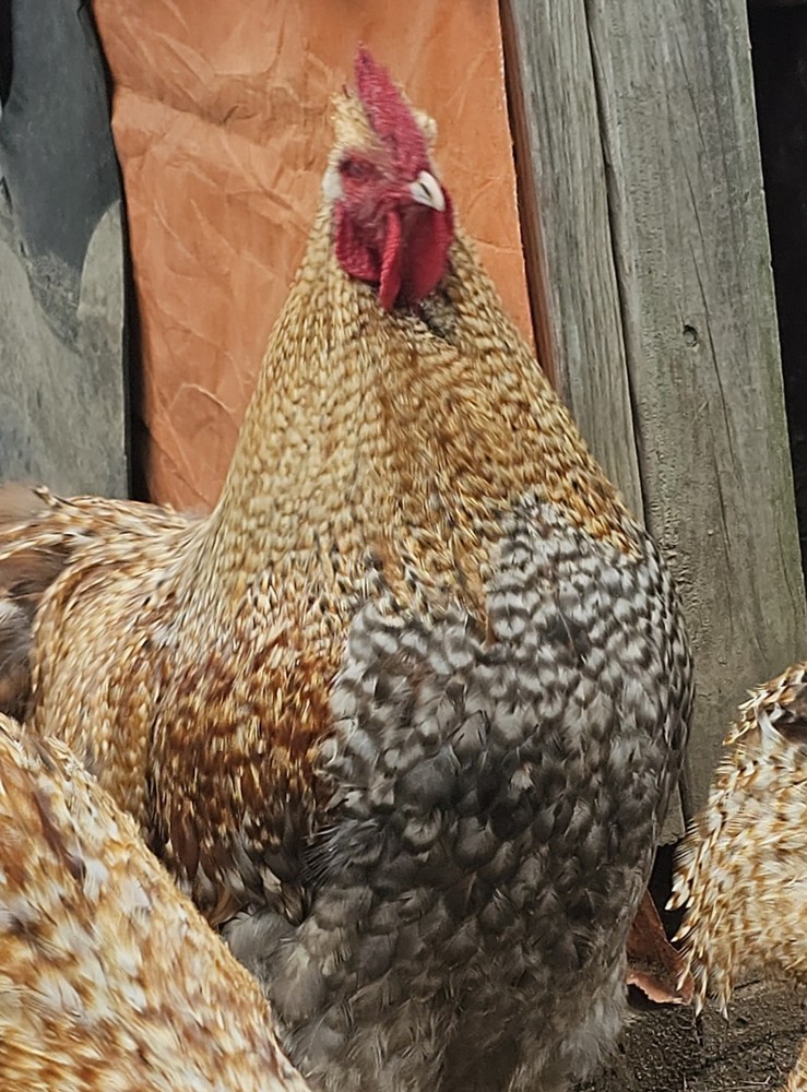 8+  English Crele orpington Hatching Eggs