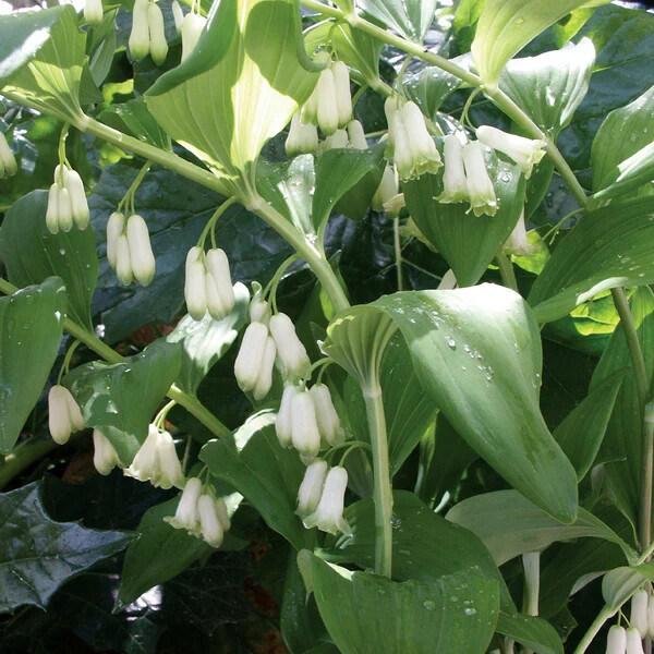 Solomon's Seals Bare-root