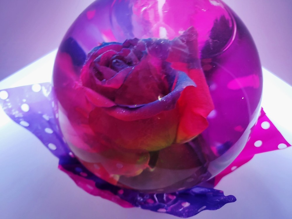 Preserved Multi Color XLarge Rose Globe 7"x6"