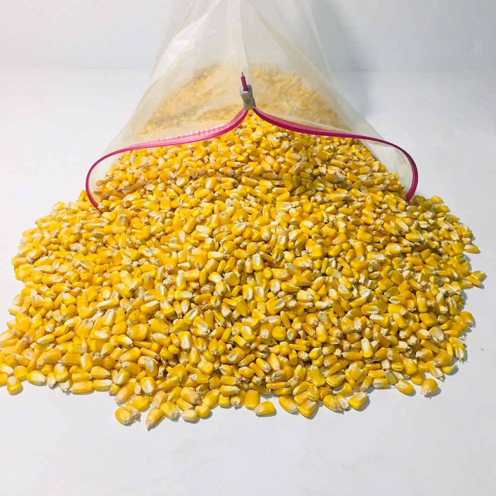 Whole Kernel Corn Animal Wildlife Feed Arts & Crafts 10 Lbs