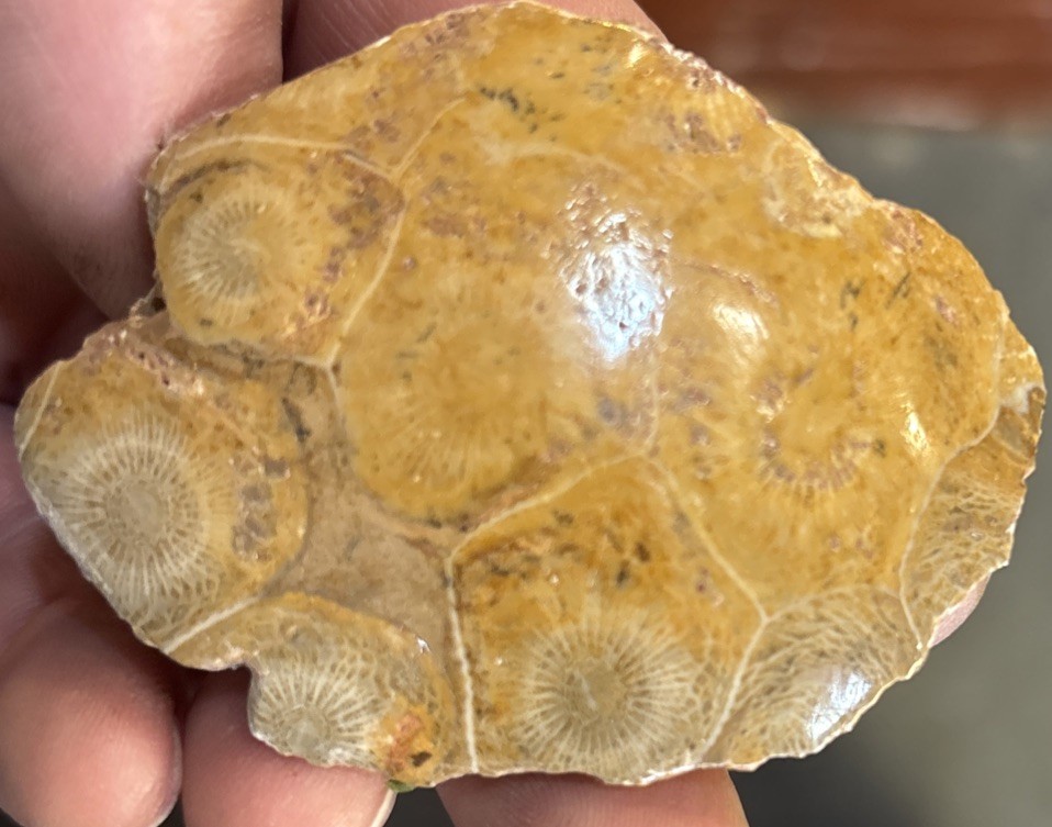 Petrified Coral End Polished