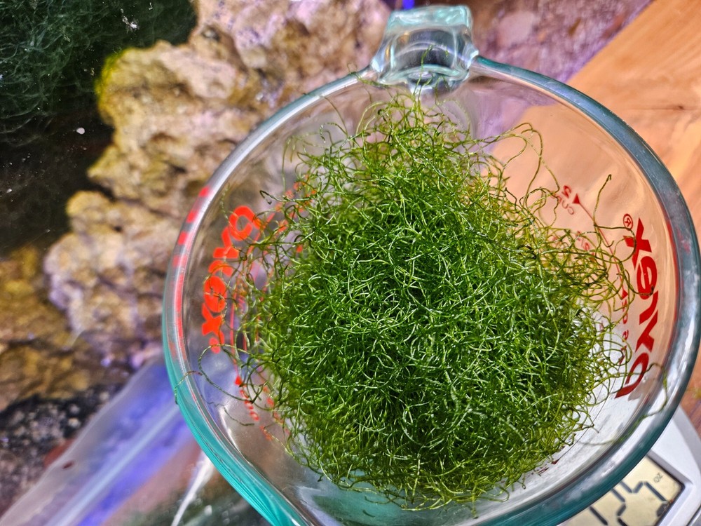 2 Cup Chaetomorpha Macro Algae Super Chaeto FEDEX 2 Days ! 1.25 oz