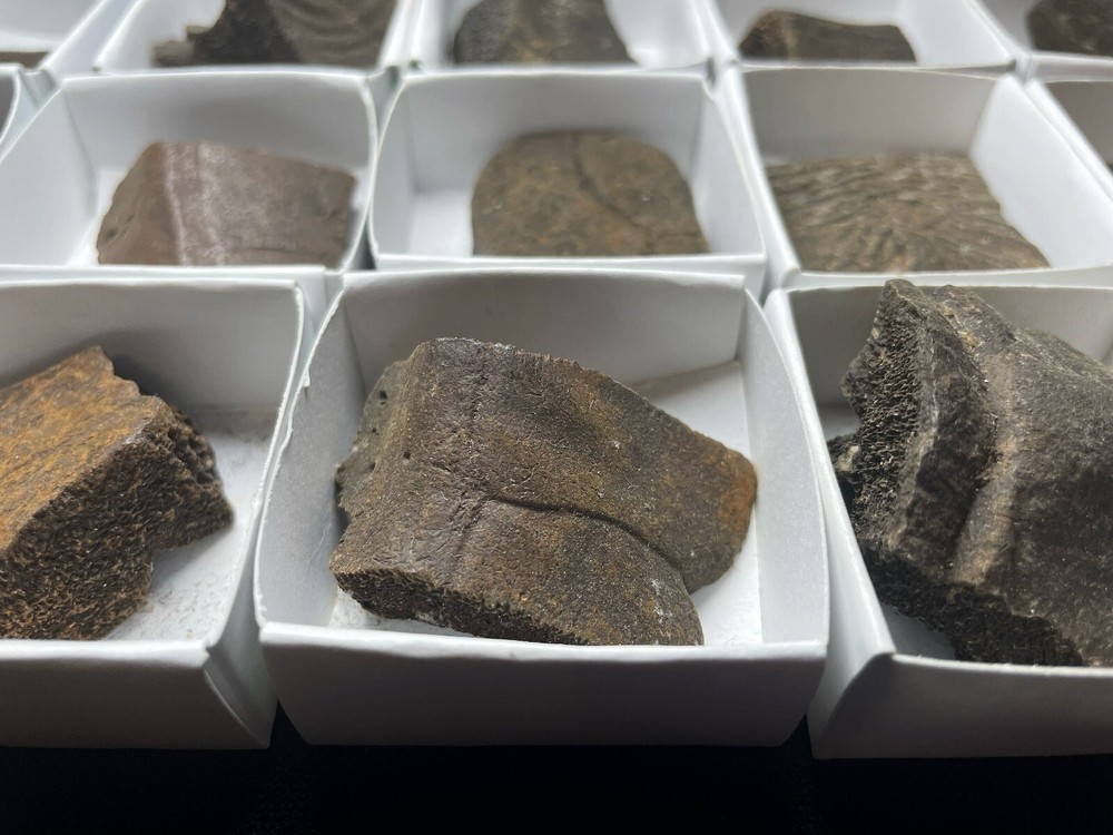 Fossilised Turtle Shell Pleistocene Over 1 Million Years Old