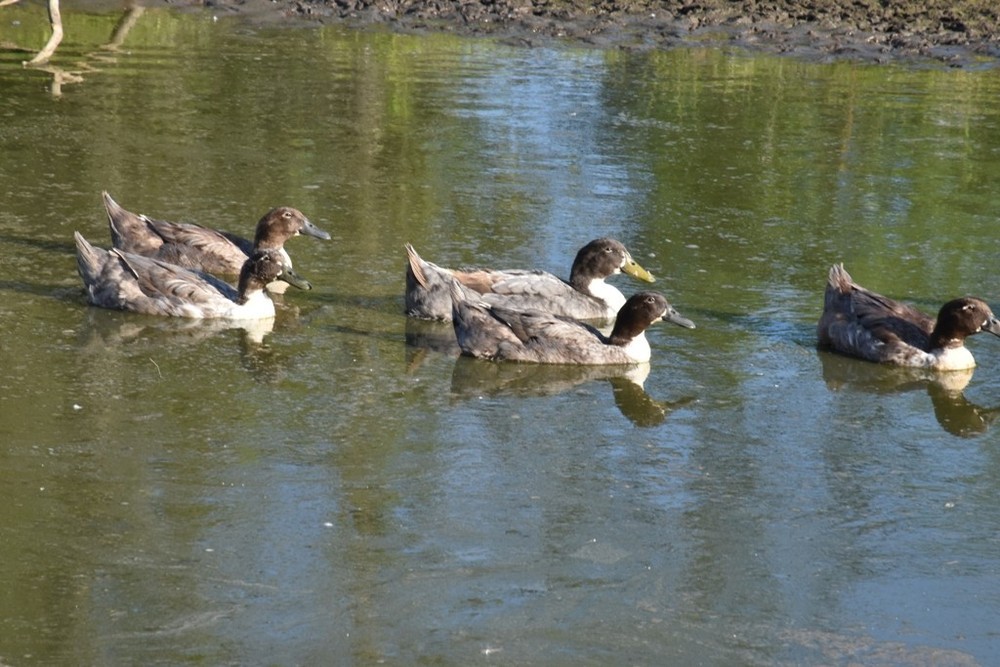 10 Fertile Swedish Duck Hatching Eggs