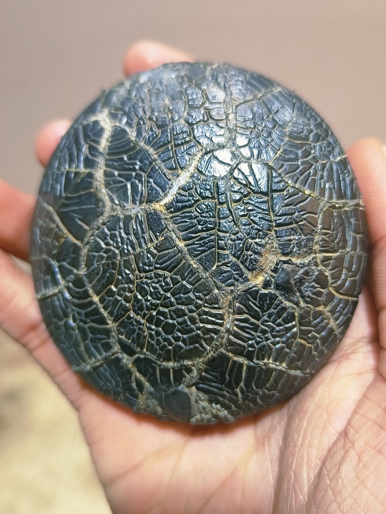 China Natural stone "tortoise back pattern" stone Moire stone 73694