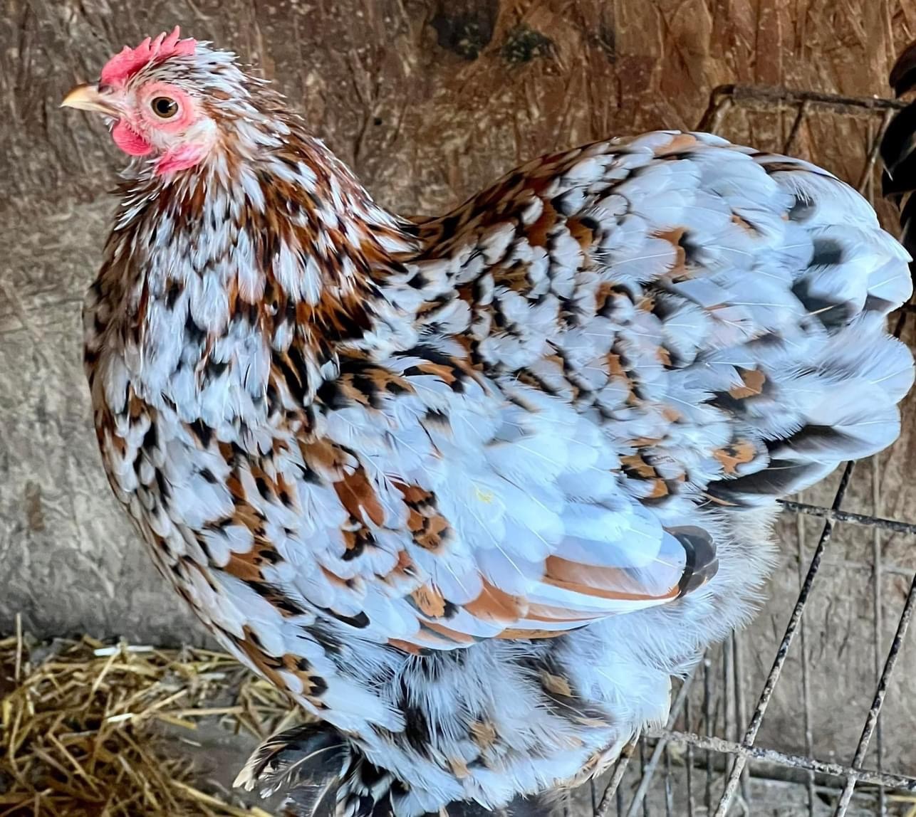 Dozen Mille Fleur Bantam Cochin Eggs