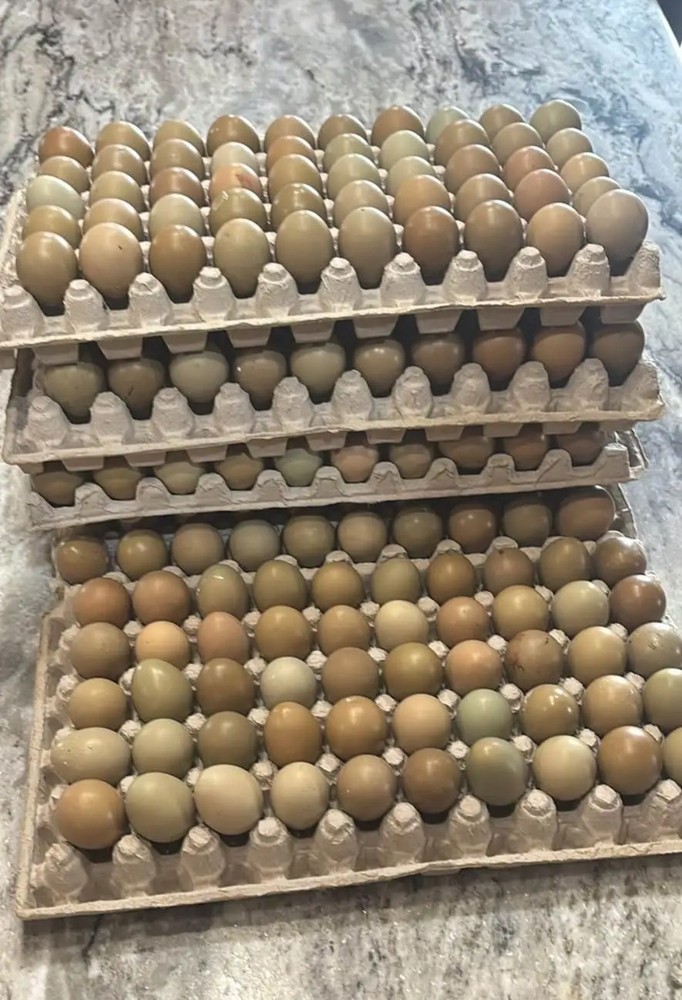 Ringneck pheasant eggs