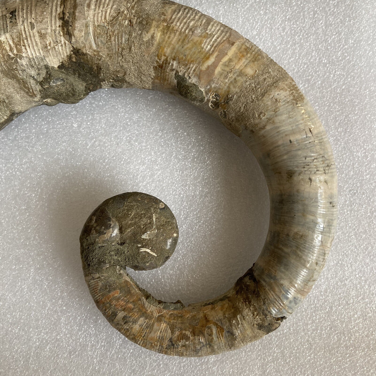 1242g215mm Big Repaired Ancyloceras Ammonite Fossil Sutures Crystal Display Mad