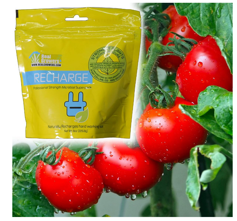 Real Growers Recharge 16oz