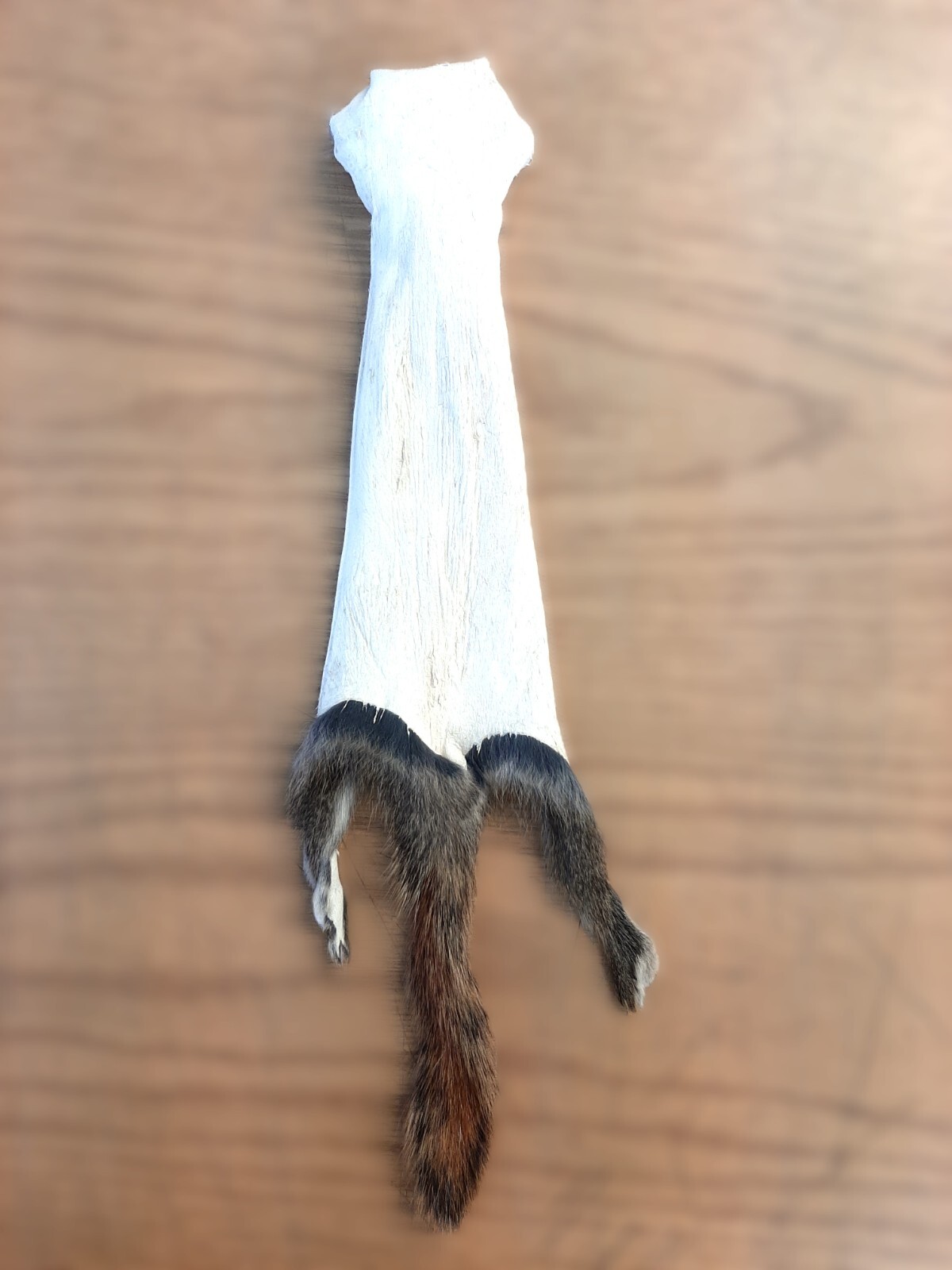 Canadian Red (Pine) Squirrel