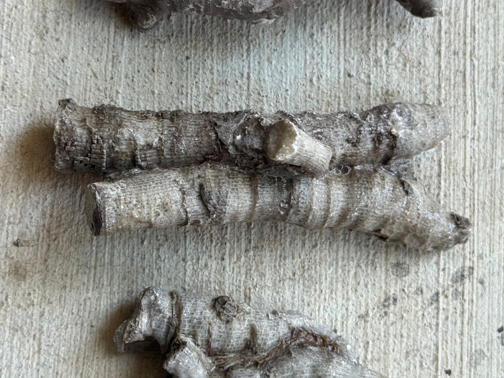 HORN CORAL THREE FOSSIL MULTIPLES