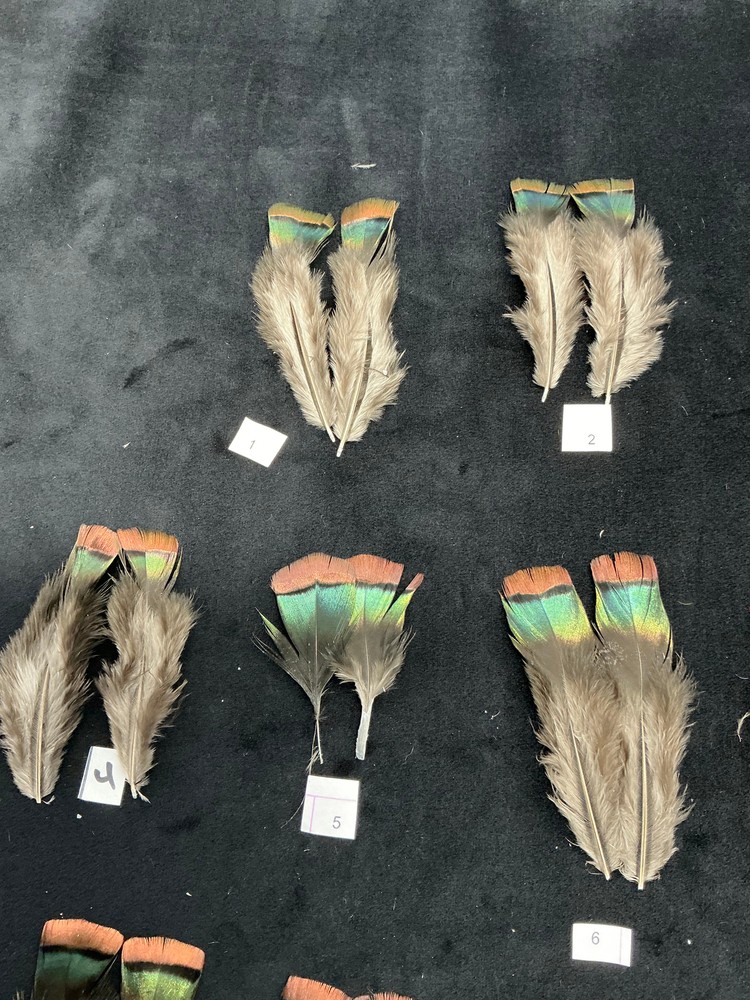 Ocellated Turkey lower back feathers