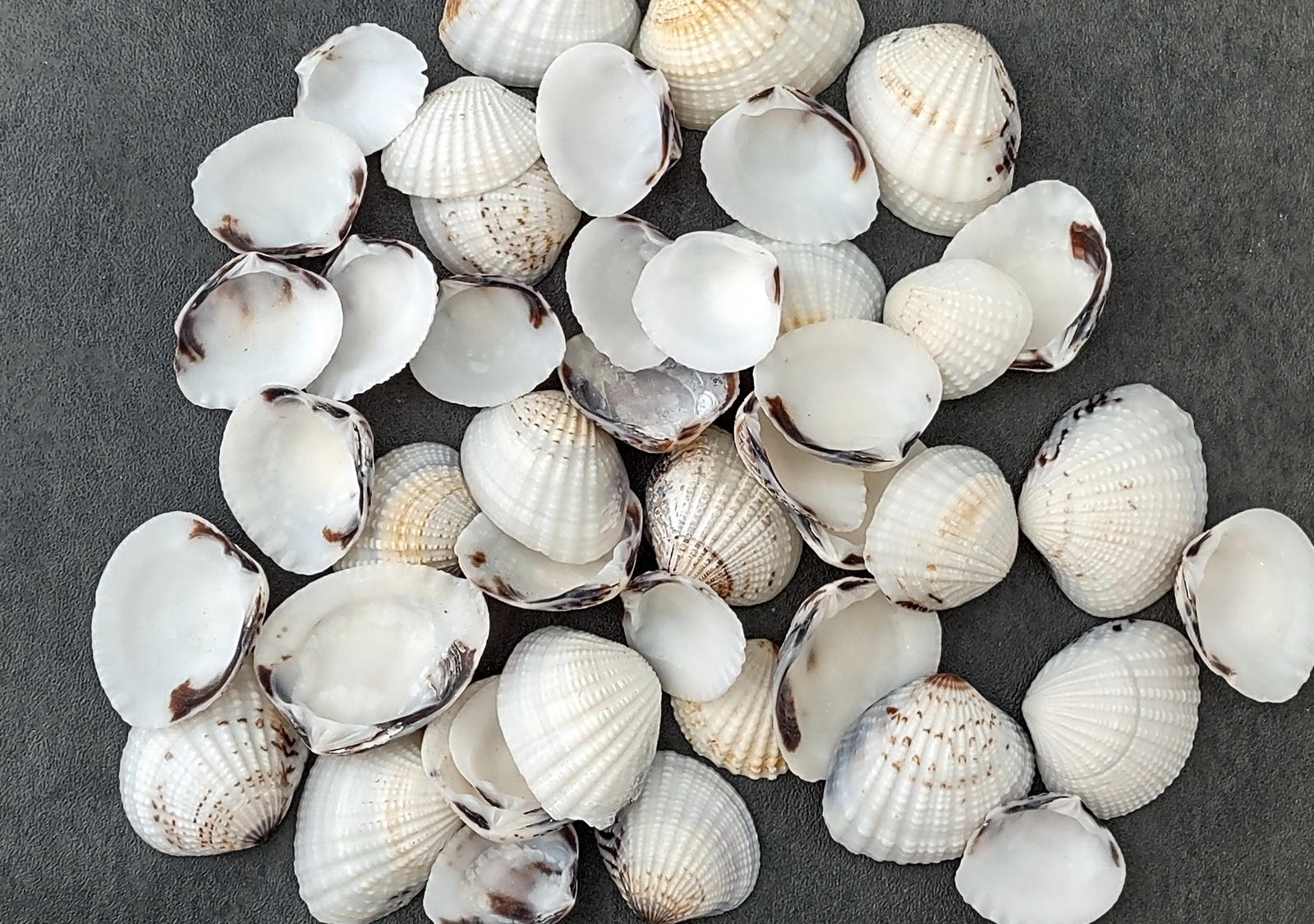 Speckled White Brown Black Clam Seashells approx. 1 cup 45+ shells 0.75+ inches