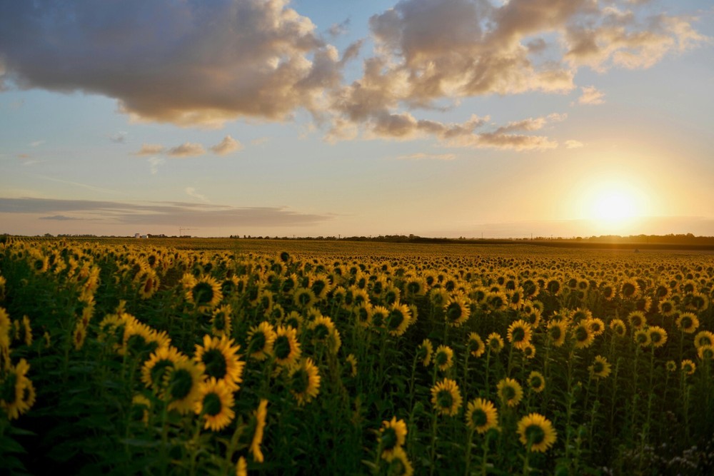 Pasteurized Organic Sunflower Seeds / 1KG