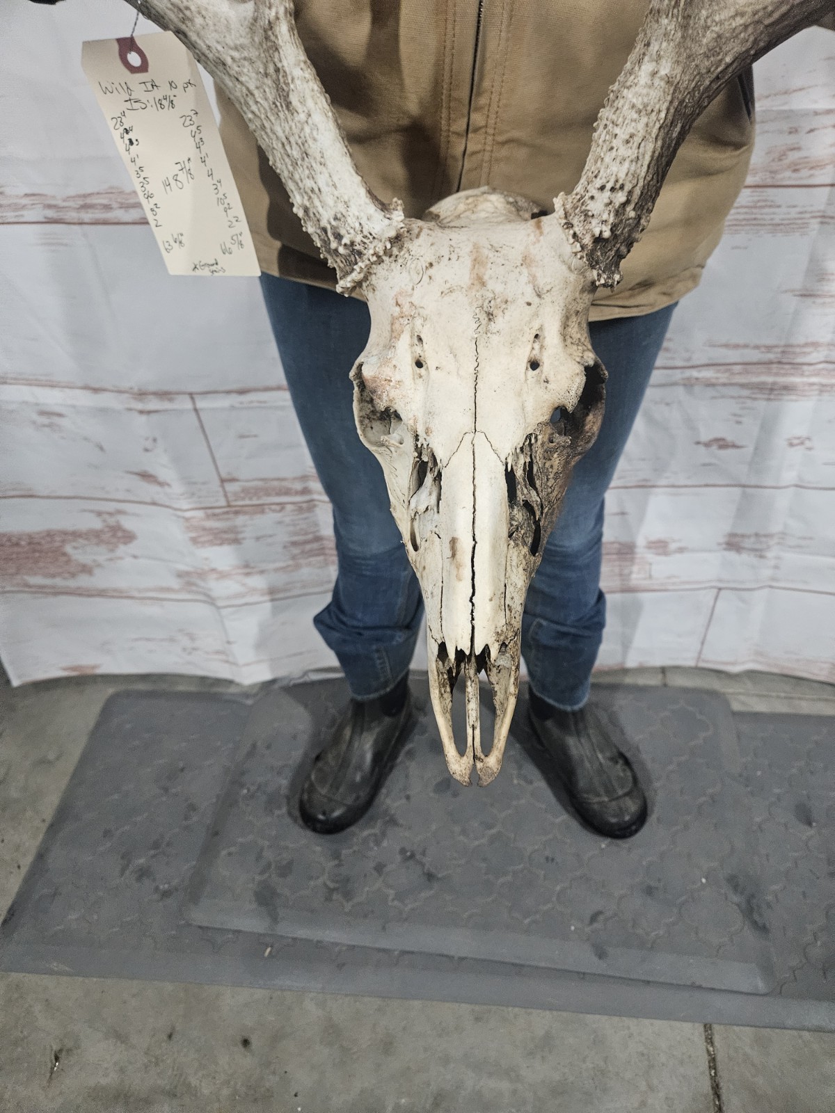 Wild 10 Point Whitetail Deer Antler Rack Horn European Skull Mount Man Cave 148"