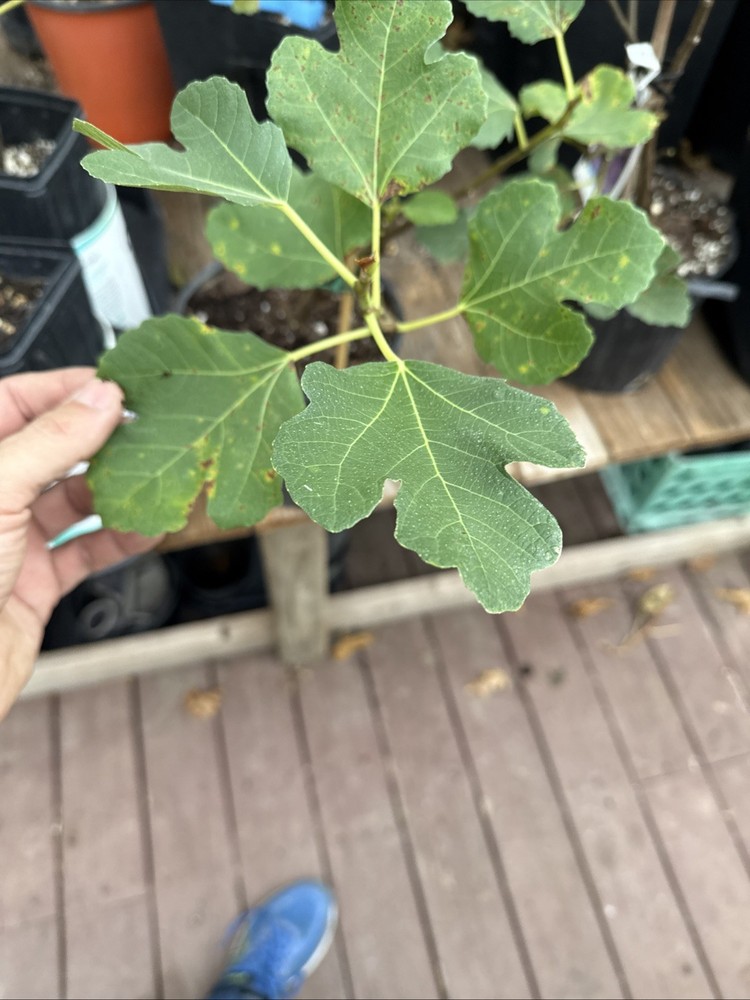 Kadota Fig tree