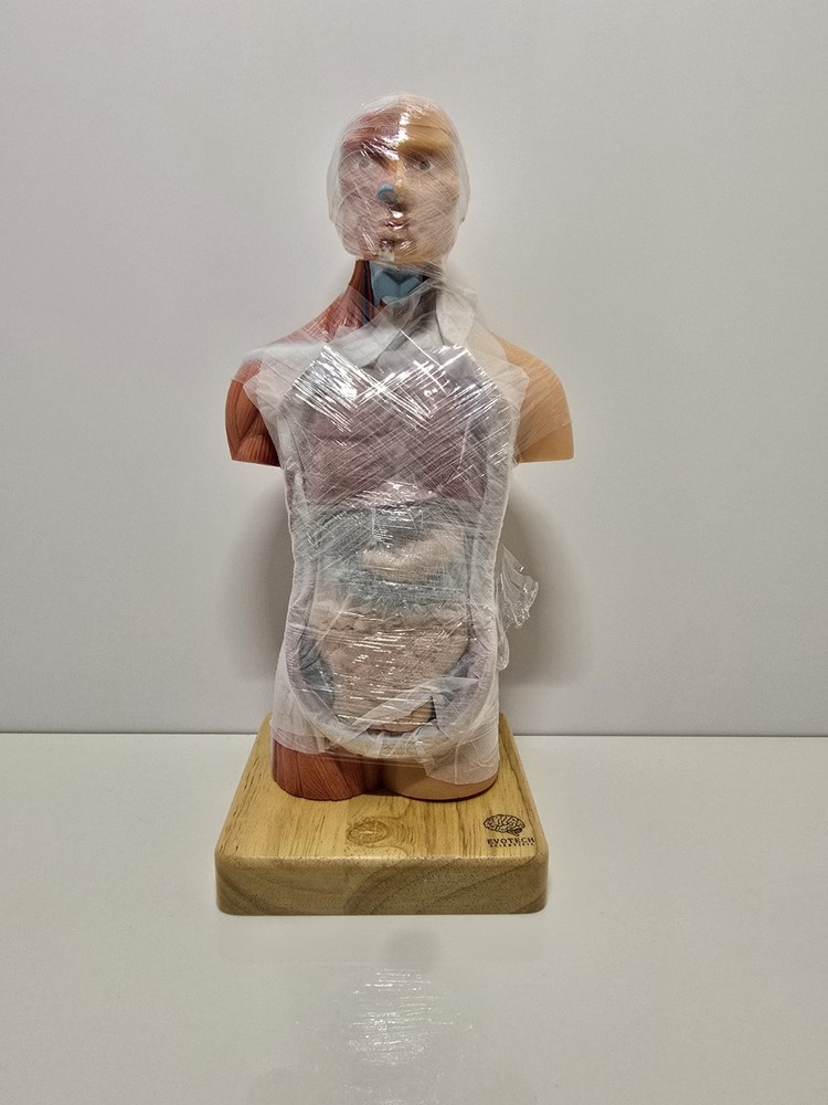 Evotech Mini Human Torso 10 inch Science Learning School