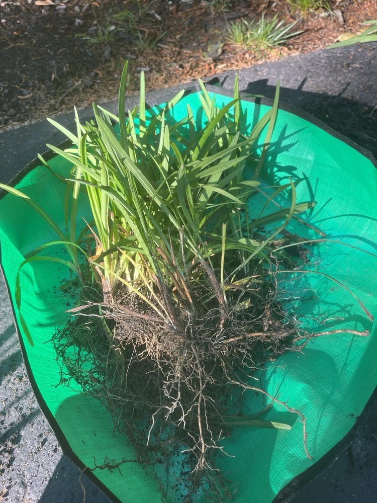 Monkey Grass, Big Blue, Clumping, Lirope Spicata 100 Bare Root Plants