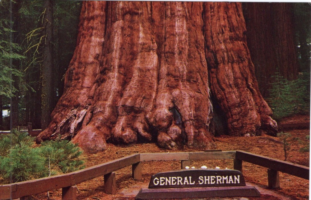 GENERAL SHERMAN TREE - PC1275