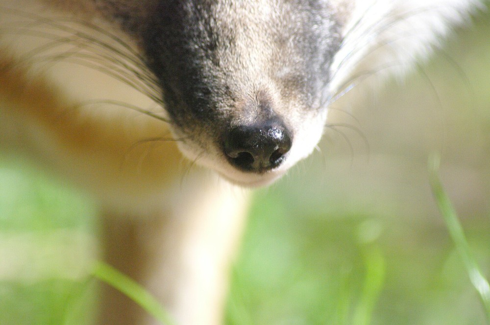 Swift Fox Taxidermy Reference Photo Cd