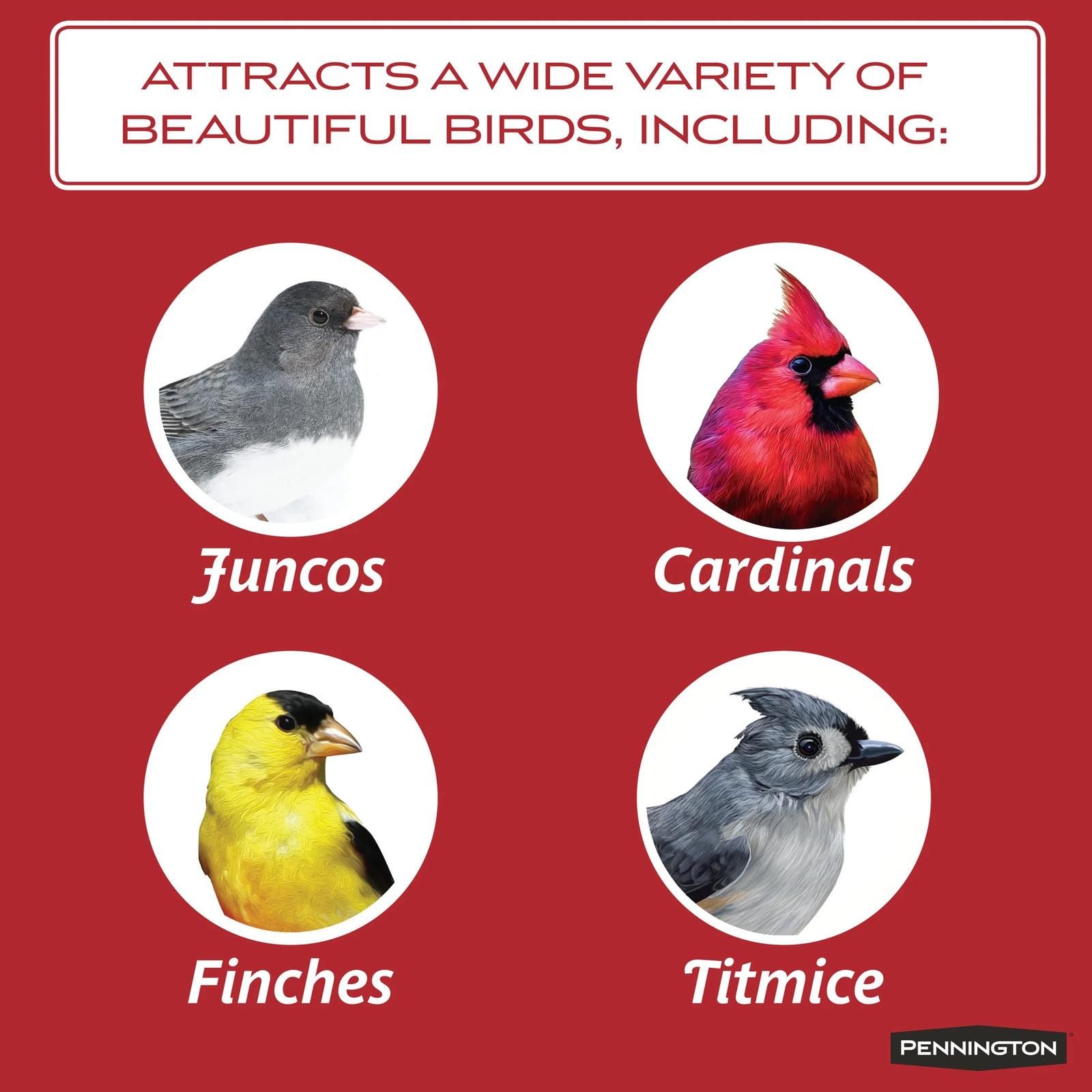 Select Black Oil Sunflower Seed Dry Wild Bird Feed, 20 Lb. Bag, 1 Pa